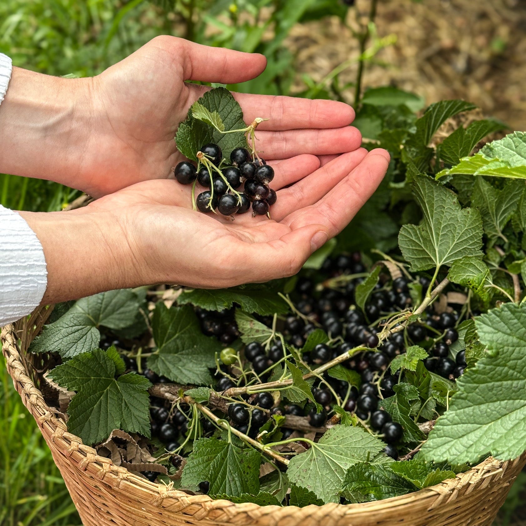What You Need to Know About Blackcurrants and Skin Health