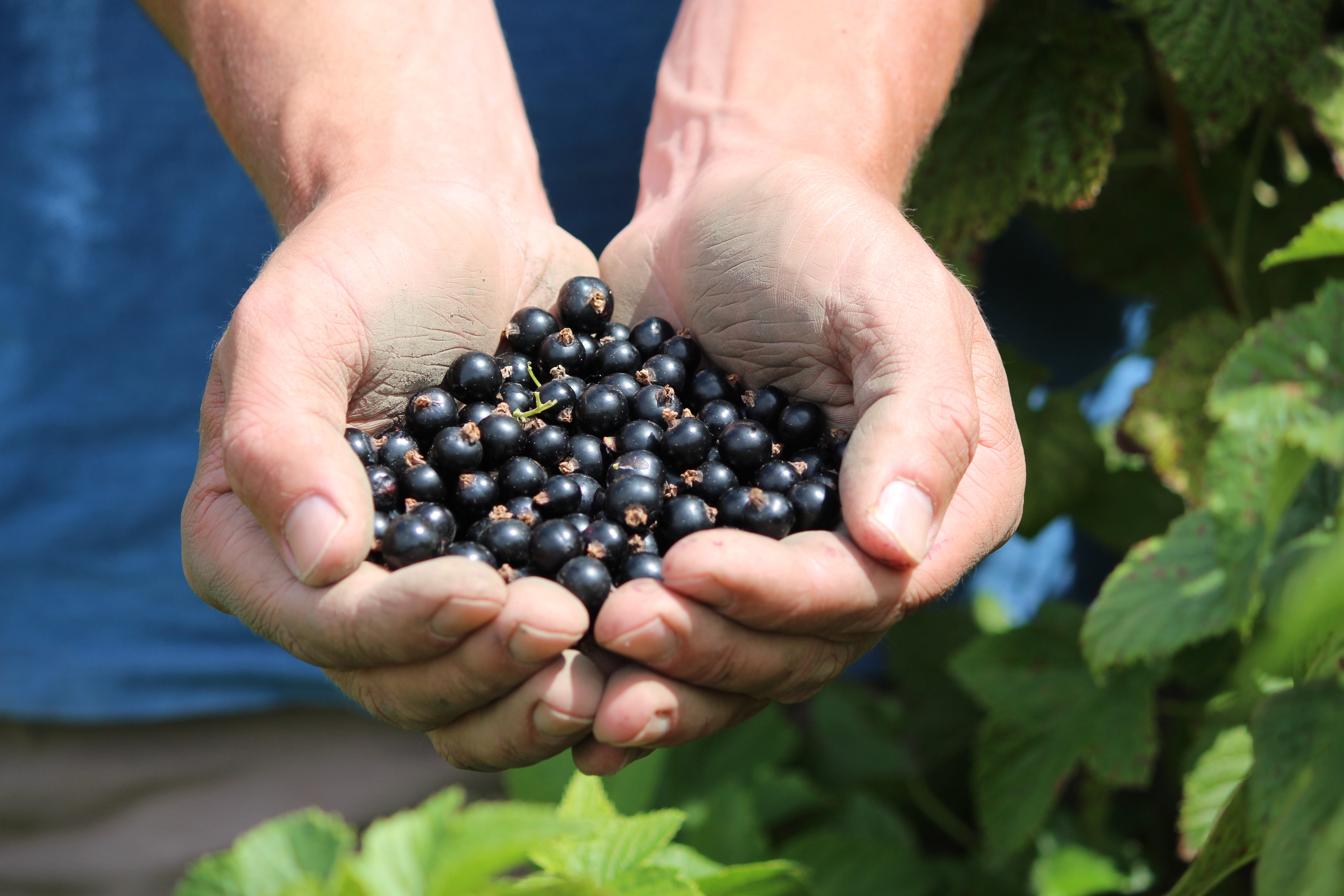 Shop direct from our orchard!