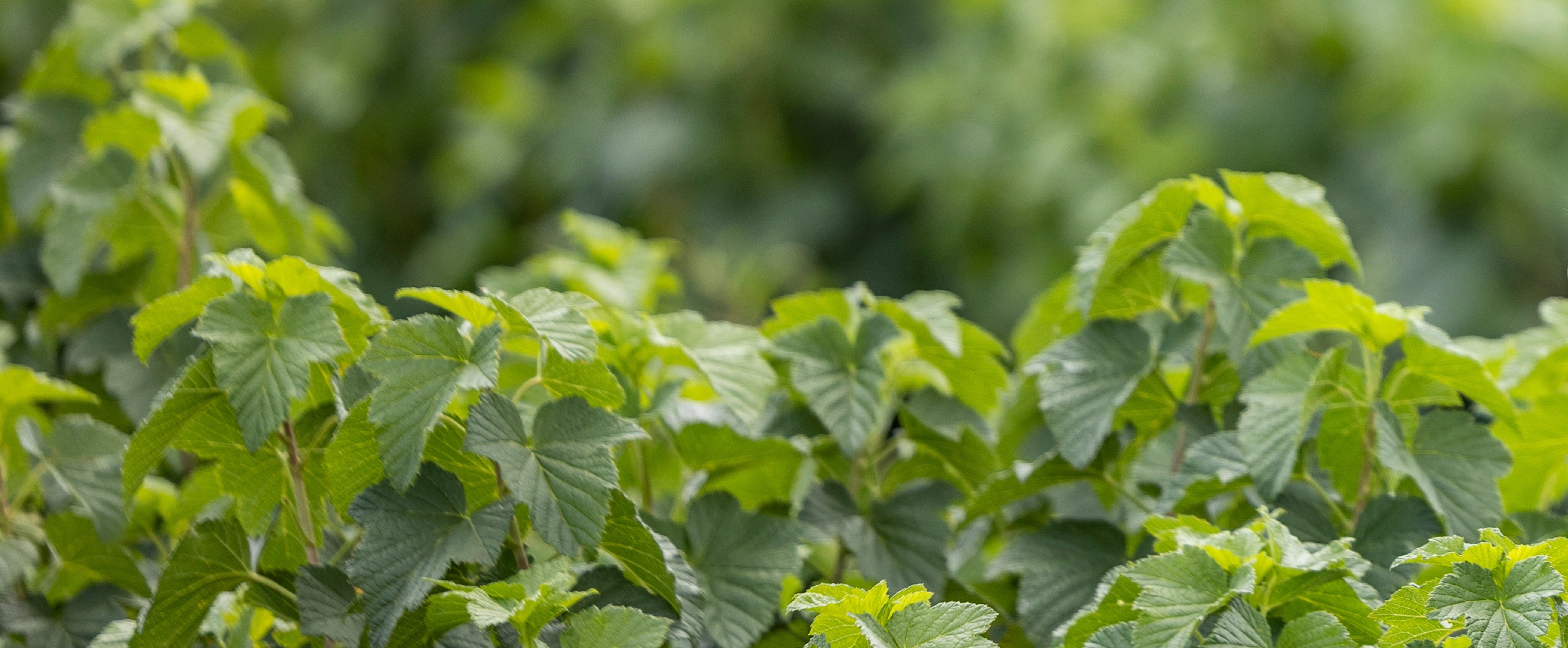 Blackcurrant Friday Sale